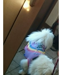 愛犬♡ | 福袋/福箱