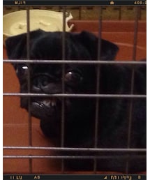 チェスタ | その他