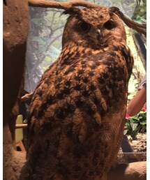 フクロウ🦉 | (  ˙◊˙  )(その他)