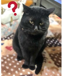 もふもふの正体は…🐾 | その他