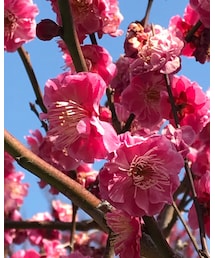 満開♫ | その他