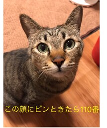 指名手配中 | ペットウェア