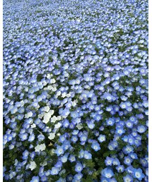 ネモフィラ | その他