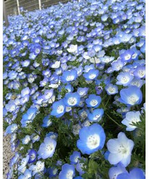 ネモフィラ | その他