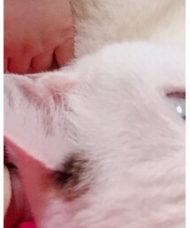 猫 非売品 | その他