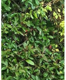 GU | ニットキャップ/ビーニー