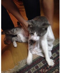 体を拭かれる相棒 | その他