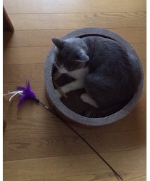 段ボール猫 | その他