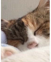 ぐっすり先輩 | その他