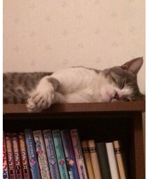 本日の相棒 | その他