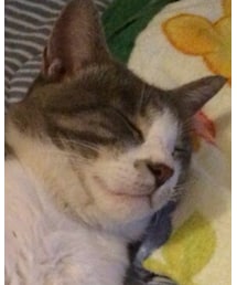 ぐっすり相棒 | その他