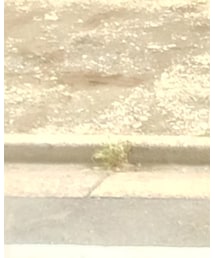 vibram | シューズ