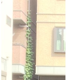 no brand | メガネ