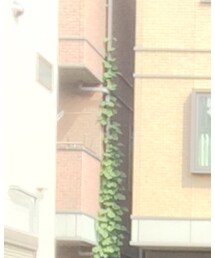 no brand | ハンチング/ベレー帽