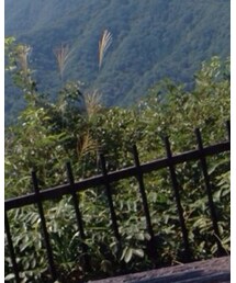 ASICS | トップス