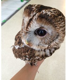 ふくろう | その他