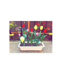 チューリップ | その他