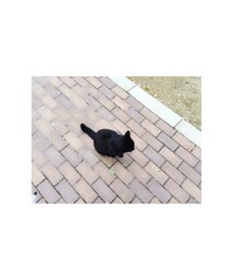 くろねこさん | その他