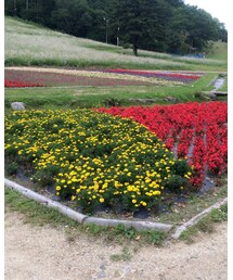 花のじゅうたん | その他