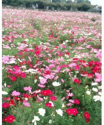 コスモス畑 | その他