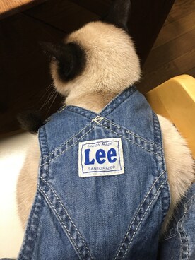 「猫」｜「アイテム（オールインワン・サロペット）」を使った、御坊茶魔美さん（キッズ・90cm）の春コーディネート