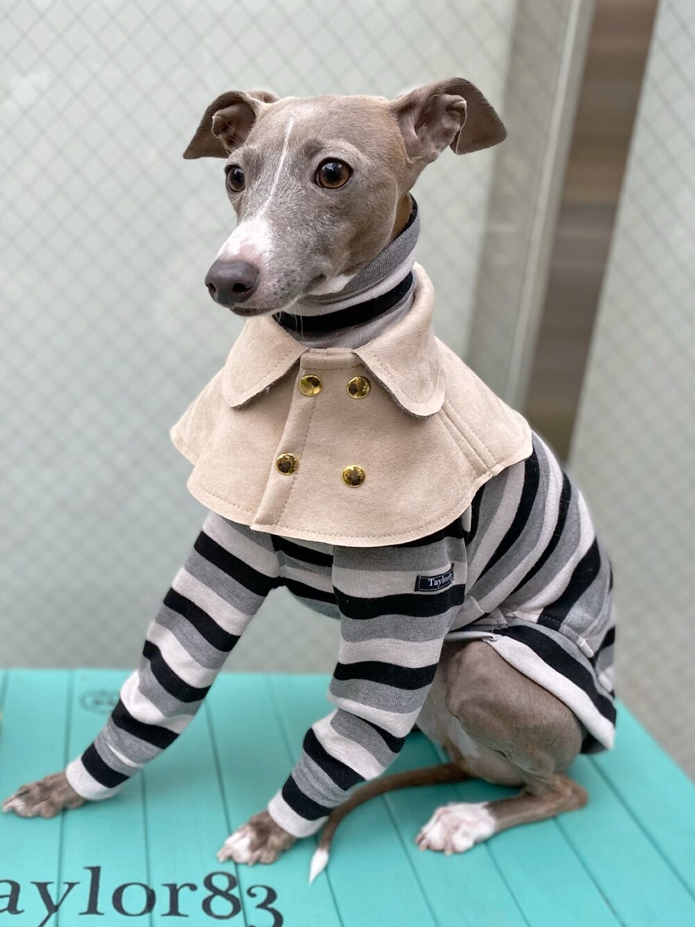 「犬、犬服、イタリアングレーハウンド」｜「Taylor83のアイテム（ポンチョ、ベージュ系）」を使った、Tottiさん（メンズ・50cm）の冬コーディネートの1枚目の写真