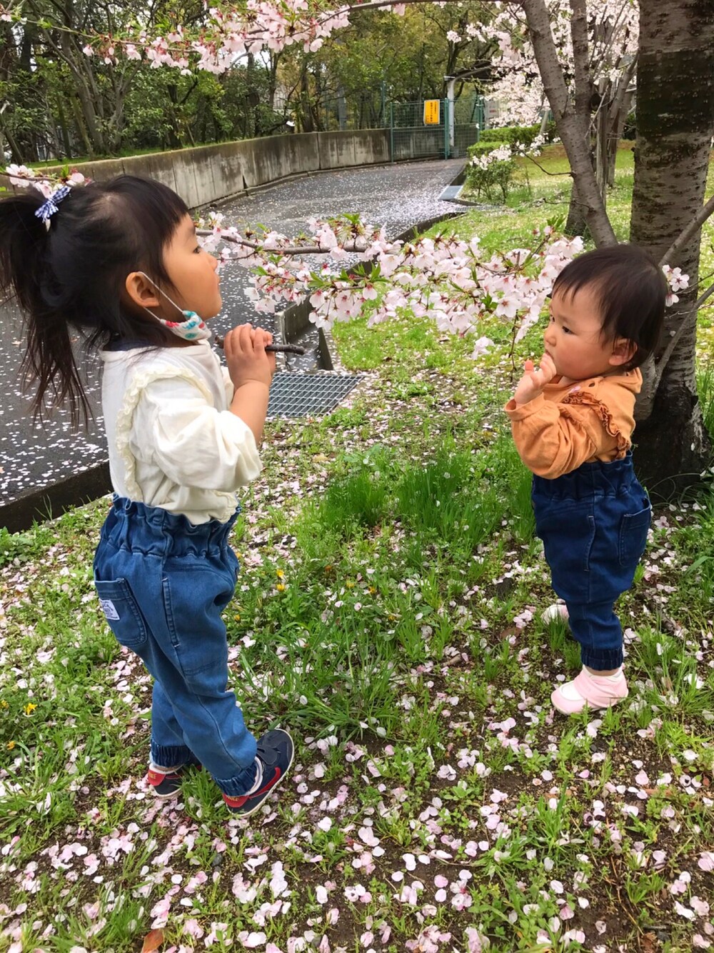 「デニム、おそろいコーデ、花見、ワイドパンツ、桜、大人カジュアル」｜「RADCHAPのニットデニムハイウェストパンツ（デニムパンツ、ブルー系）」を使った、ANRINOKARINパパさん（メンズ・169cm）の春コーディネートの1枚目の写真