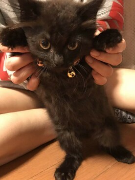 voltさんのコーディネート