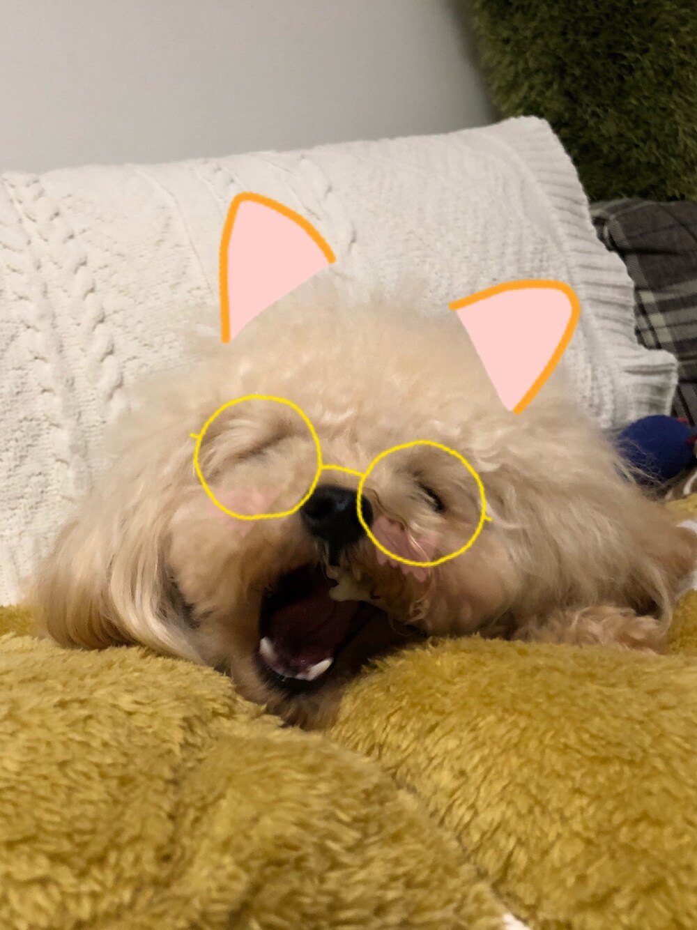 「トイプードル、ティーカッププードル、わんこ、いぬ♡、おやつ、dog、あむあむにゃん、可愛いにゃん、鶴瓶さん」｜「3coinsのアイテム（クッション/クッションカバー、ブラウン系）」を使った、ぇむさん（レディース・50cm）の冬コーディネートの1枚目の写真
