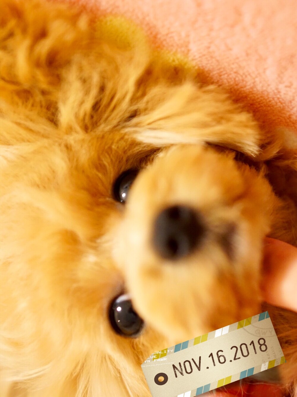 「こぐまちゃん、テディベア、トイプードル、プードル、いぬ♡、わんこ、かわいい」｜「こぐまちゃんのアイテム（その他、ブラウン系）」を使った、ぇむさん（レディース・50cm）の秋コーディネートの1枚目の写真