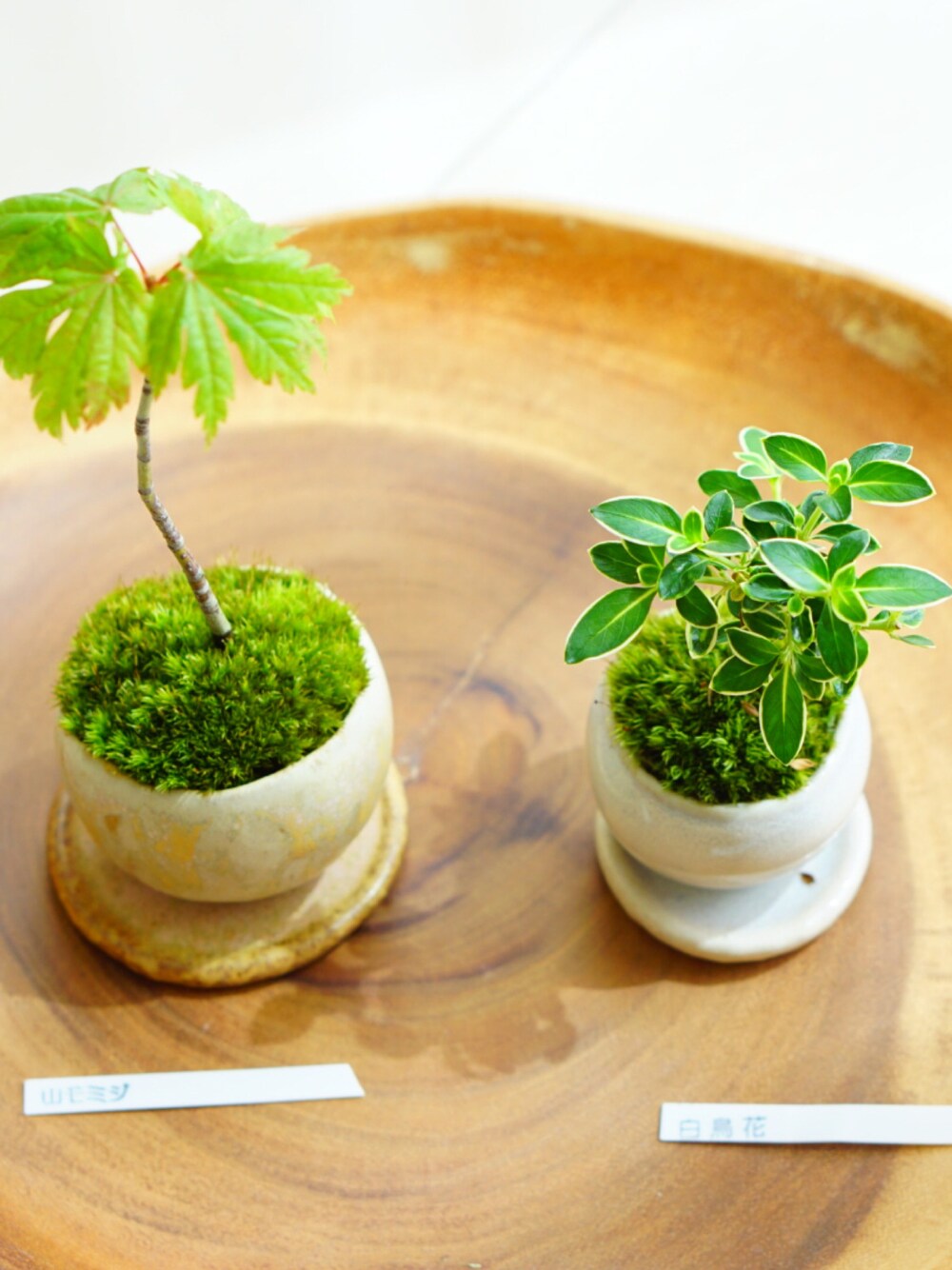 「苔盆栽、植物、グリーン、植物のある暮らし」｜「石木花のアイテム（フラワーベース、グリーン系）」を使った、ぇむさん（レディース・50cm）の秋コーディネートの1枚目の写真
