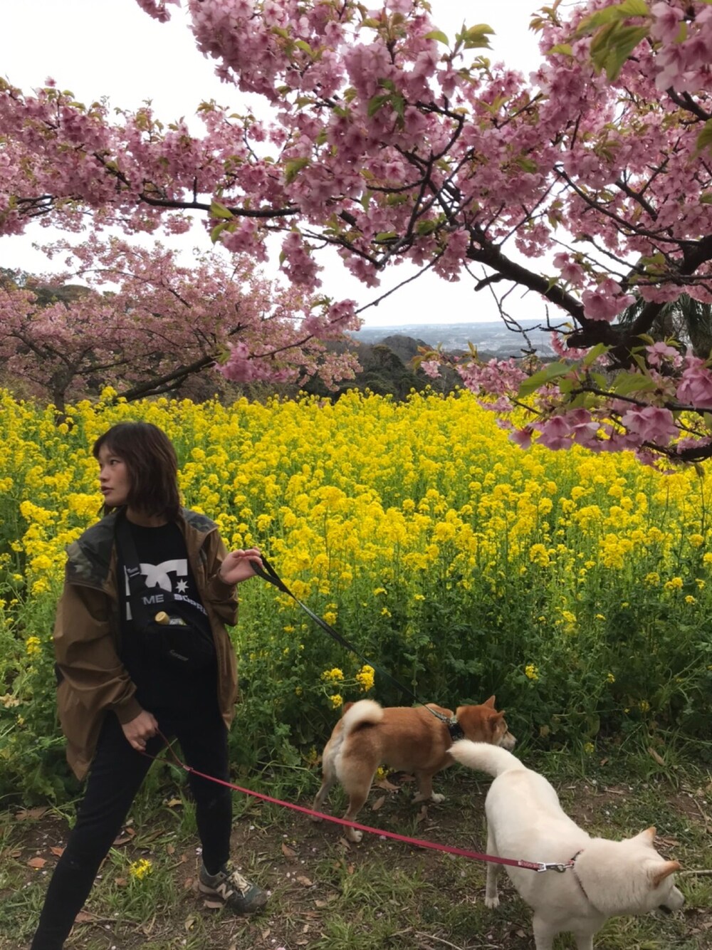 「大楠山、柴犬、散歩、河津桜」｜「STUSSYのHide Up Windbreaker（ナイロンジャケット、ブラウン系）」を使った、みみこさん（レディース・154cm）の春コーディネートの1枚目の写真