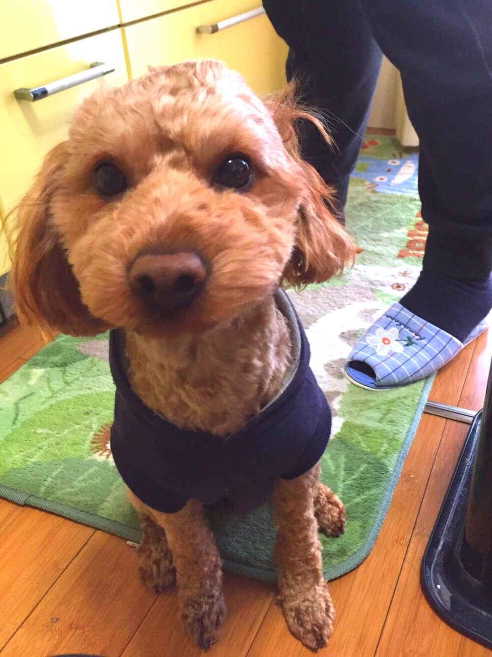 「犬、わんちゃん、トイプードル、愛犬、自宅、小さい、かわいい、ペット」｜「高木家のアイテム（おもちゃ、ブラウン系）」を使った、𓇼さん（メンズ・176cm）の冬コーディネートの1枚目の写真