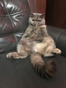 「CAT COPY（キャットコピー）のアイテム」を使った、Christy Ngさん（レディース・158cm）の夏コーディネート