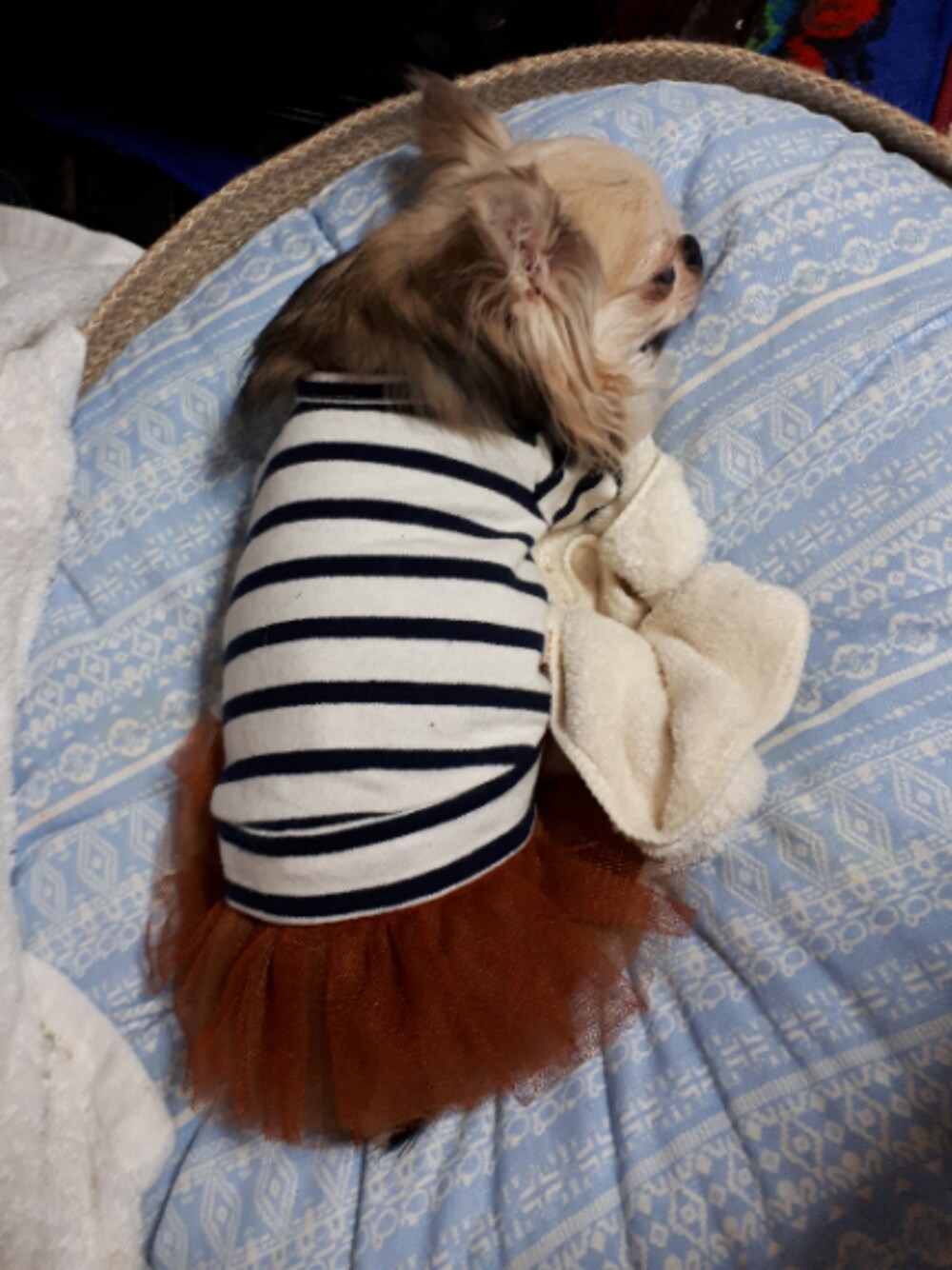 「のんちゃん、チワワ、アズノウアズデワン」｜「アズノウアズデワンのアイテム（Tシャツ/カットソー、その他）」を使った、kingjnonさん（レディース・50cm）の冬コーディネートの1枚目の写真
