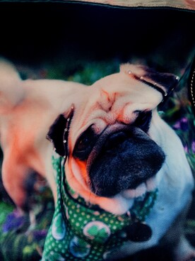 pangkoki さんのコーディネート