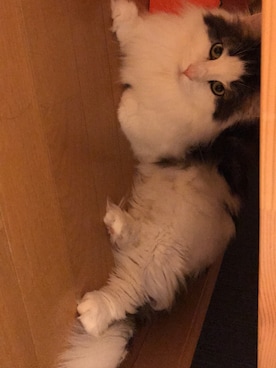 のーとさんのコーディネート