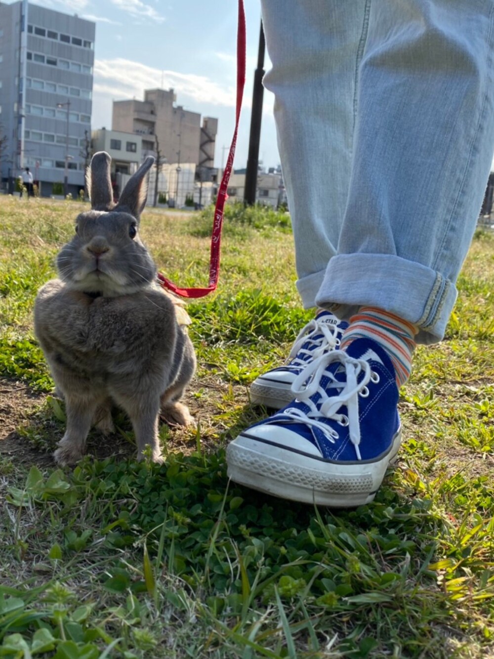「converse、うさぎ、社会人、休日スタイル、散歩、公園、デニム」｜「CONVERSEの【CONVERSE】SUEDE ALL STAR J OX（スニーカー、ブルー系）」を使った、ぽさん（メンズ・168cm）の春コーディネートの1枚目の写真