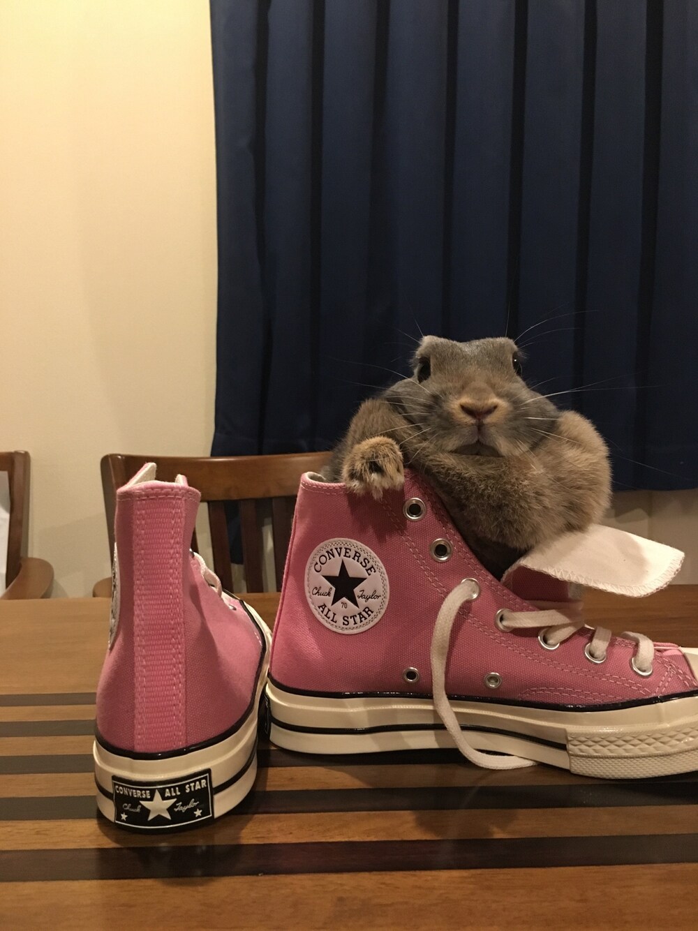 「うさぎ、CT70s、コンバース」｜「CT70のアイテム（スニーカー、ピンク系）」を使った、ぽさん（メンズ・168cm）の春コーディネートの1枚目の写真