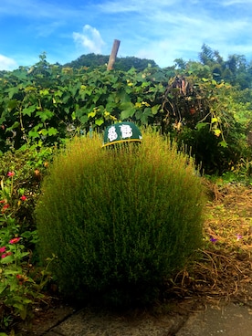 IHSOTASさんのコーディネート