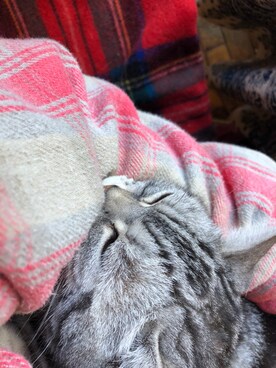 しょうたそさんのコーディネート