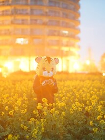 きぐるみ | とらじろう(キャップ)