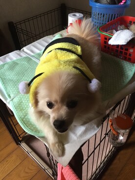 インスタ映えしないマンさんのコーディネート