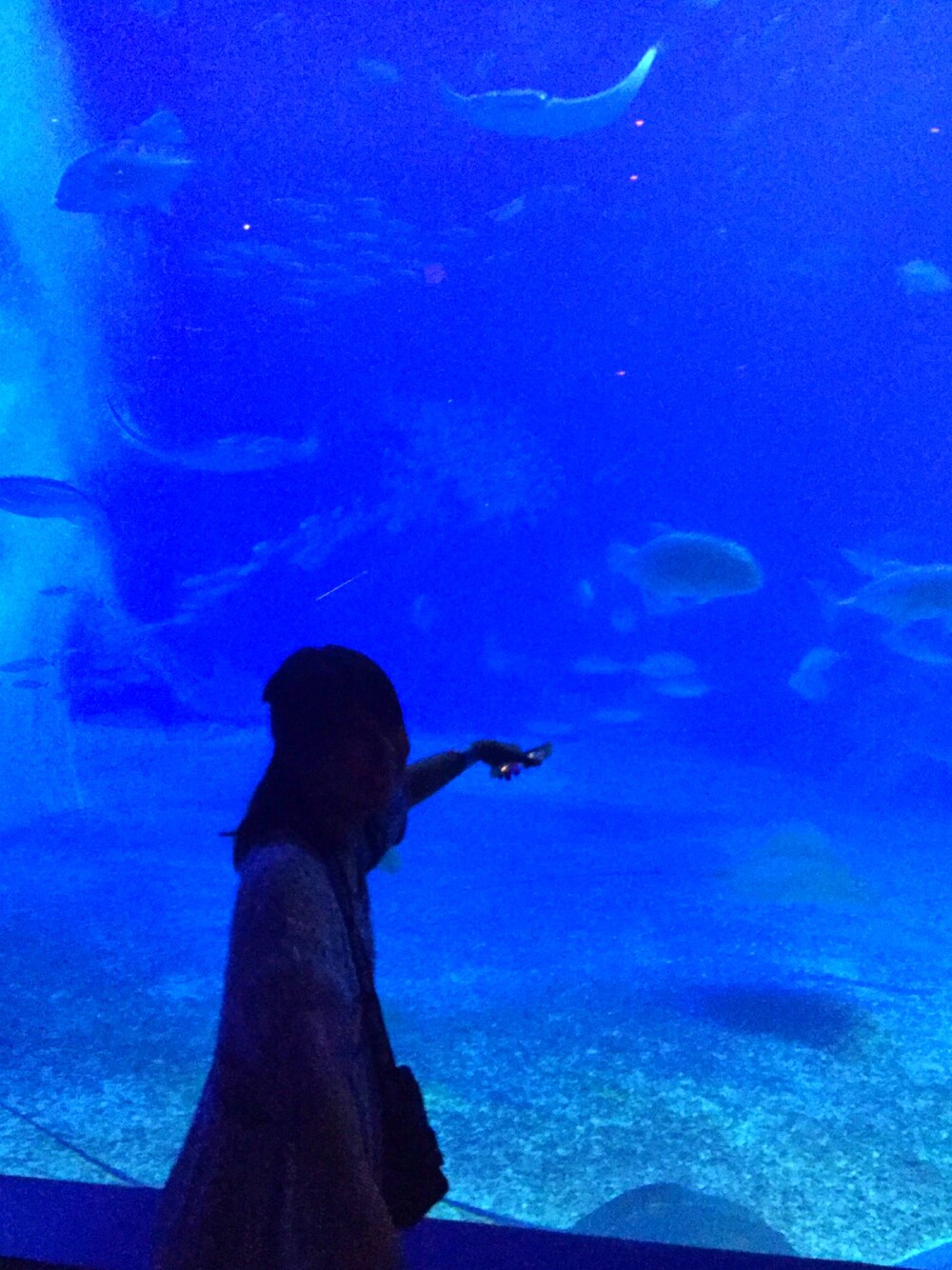 「ミルクフェド、ミルクフェド(MILKFED.)、ワンピース、水族館に行ってきました、マキシスカート、魚、沖縄県」｜「美ら海水族館のサメは眠っています笑笑（その他、ブルー系）」を使った、mikan(•‧̫•⑅)☆さん（レディース・149cm）の夏コーディネートの1枚目の写真