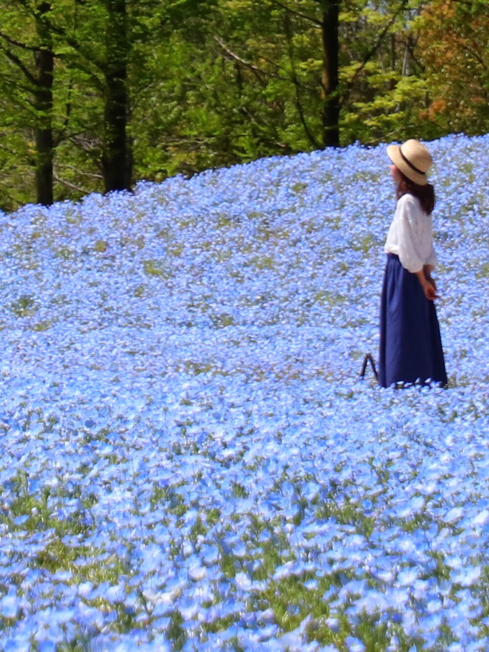 「シンプル、白ブラウス、カンカン帽、ストローハット、ネモフィラ、花フェスタ記念公園、花畑、カジュアル」｜「PAGEBOYのレースボリュームブラウス（シャツ/ブラウス、ホワイト系）」を使った、U.kiさん（レディース・158cm）の夏コーディネートの1枚目の写真