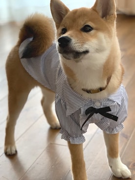「柴犬」｜Hisayoさん（レディース・160cm）の春コーディネート