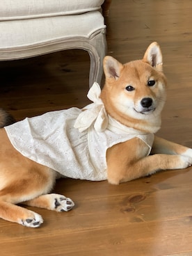 「柴犬」｜Hisayoさん（レディース・160cm）の夏コーディネート