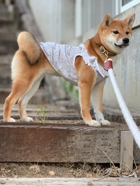 「柴犬」｜Hisayoさん（レディース・160cm）の春コーディネート