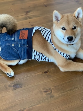 「柴犬」｜Hisayoさん（レディース・160cm）の春コーディネート