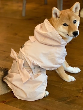 「柴犬」｜Hisayoさん（レディース・160cm）の夏コーディネート